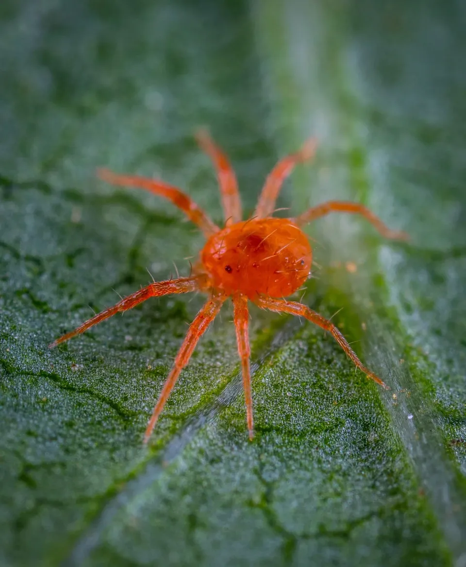 Velvet Mite — Pest Control