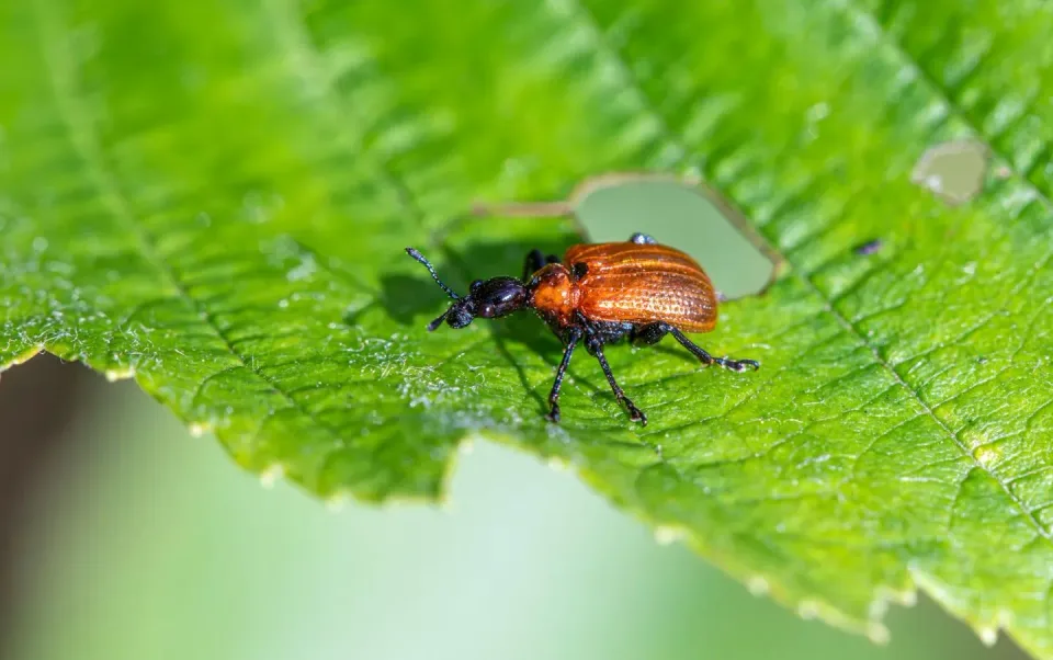 Weevil — Agricultural Pest Weevil — Agricultural Pest